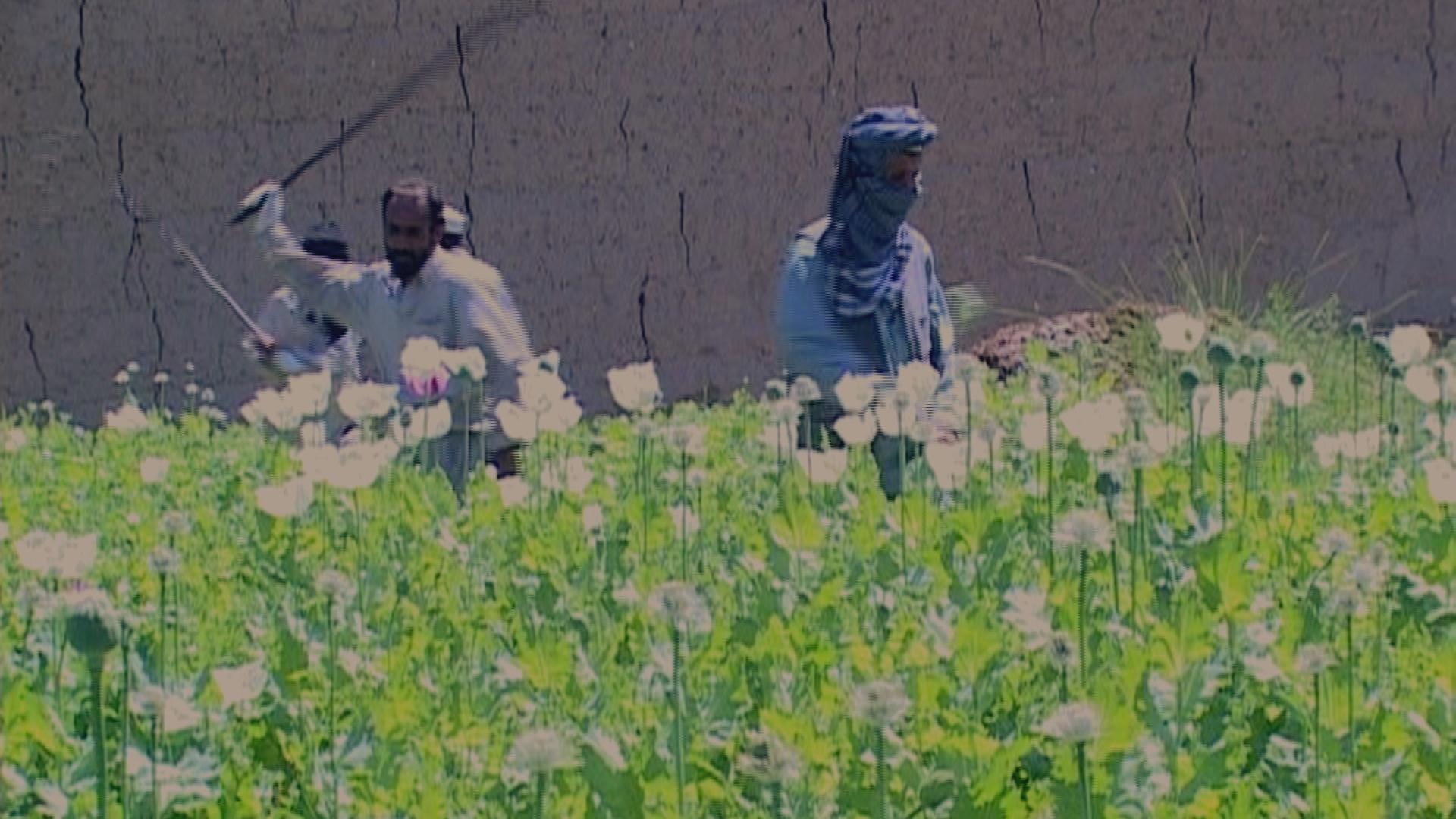 cutting poppy field